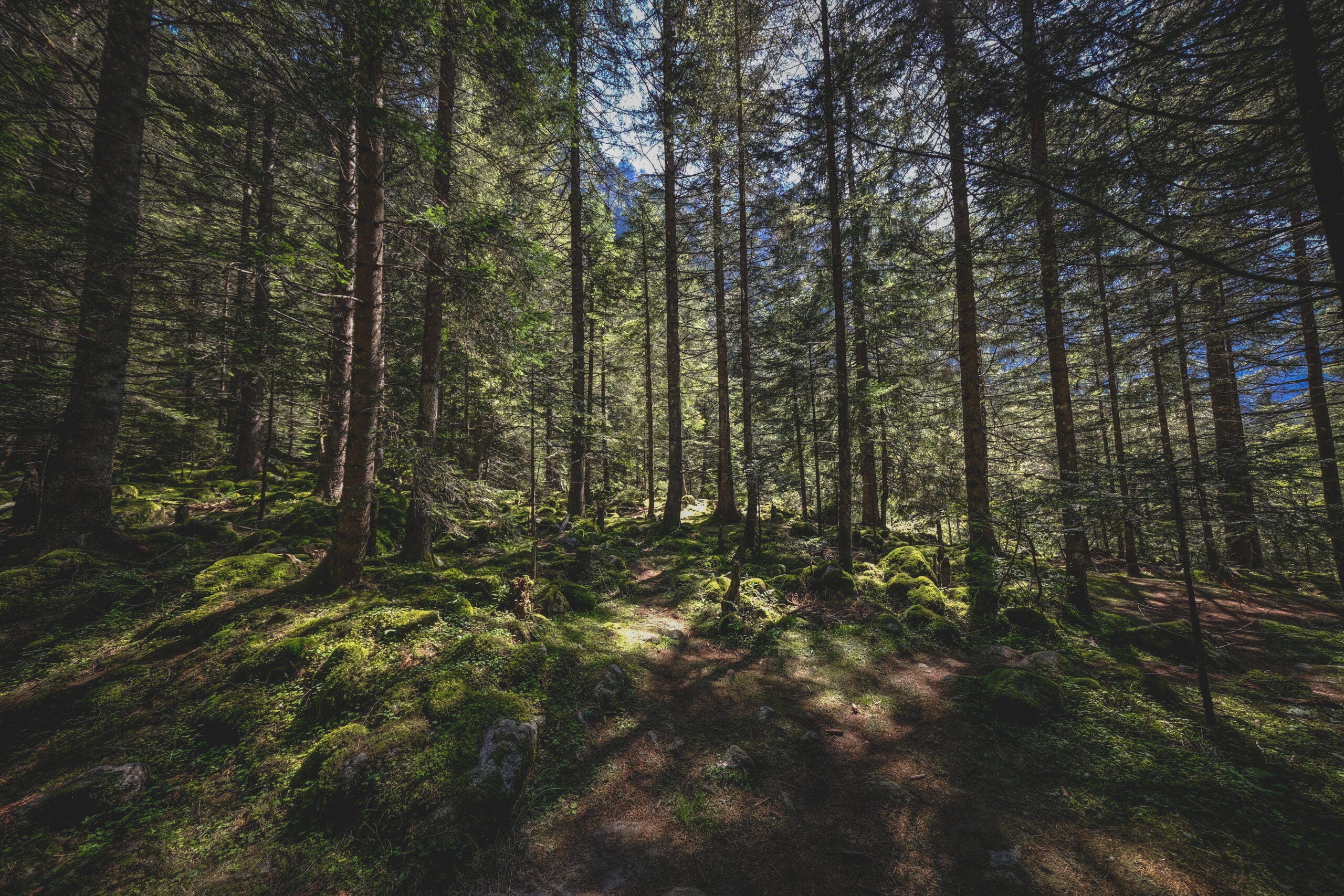beautiful shot of a forest with sunlight