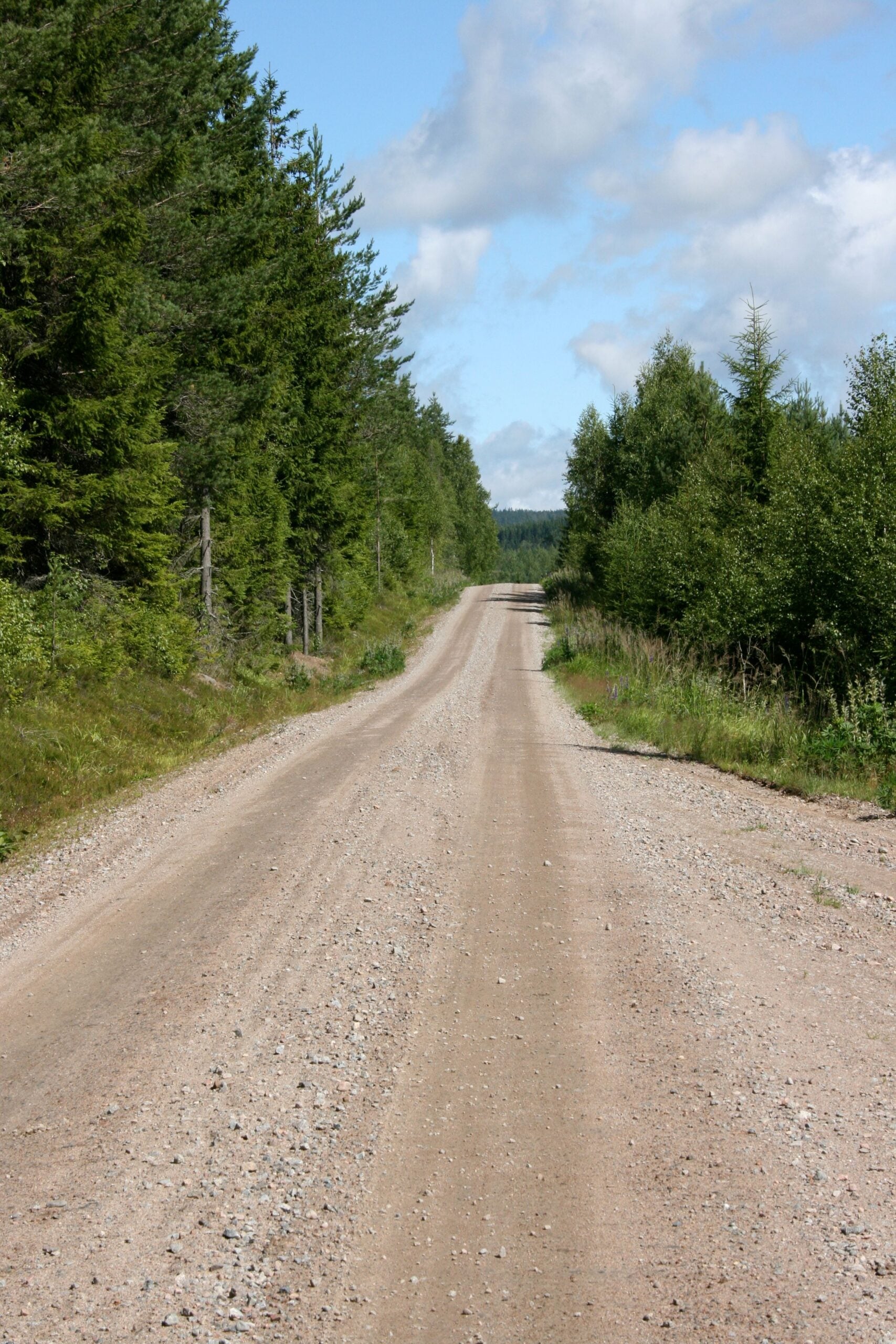 A tranquil gravel road stretches through a vibrant green forest under a bright blue sky.