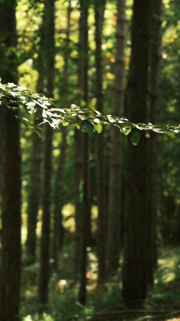 Tranquil forest scene with sunlit leaves and tall trees, perfect for nature lovers.